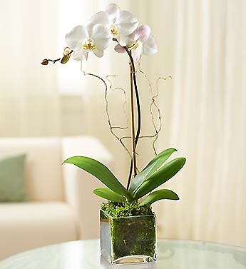 White Phalaenopsis Orchid